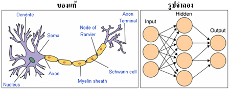 Neural Network